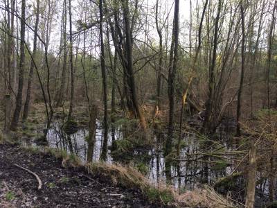keine Windkraft im Arnsberger Wald